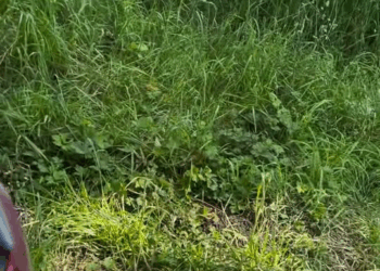 M2109012 Felices de contarles que hoy logre dardear las dos perras abandonad