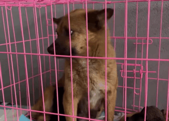 M3108014 The mother dog bravely protects her puppies