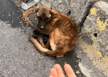 M2109018 Asta i Romania RUSINE ROMANIA Abandonat pe un pod cu trafi