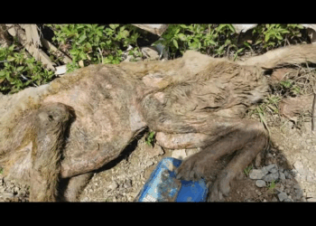 M2109021 Poor dog pet trending fyp xuhuong petsoftiktok dog dogsoftik