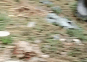 M2109022 Poor dogs pet fyp xuhuong trending dog dogsoftiktok petsoftiktok part2