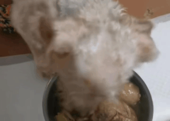 M2109034 Go home pet trending fyp xuhuong petsoftiktok dog dogsoftiktok part2