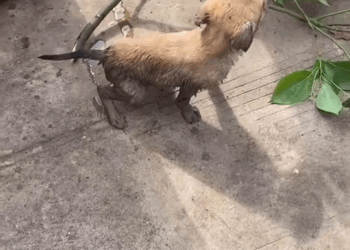 M2309002 Poor dog never ignor her pls rescuedog helpdogs rescuedogs dog part2