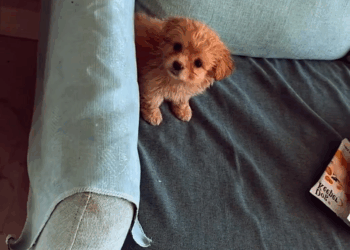 M2309003 Poor puppy come live with me from now on straydogs puppy pets part2