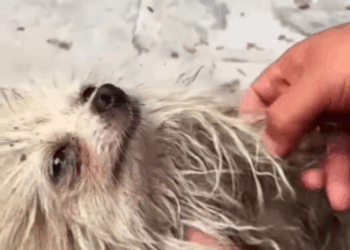 M2309004 Resgatada da Lama Cachorrinha Que Superou Abandono Virou Inspi