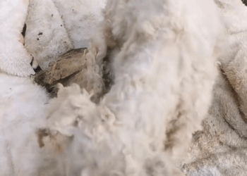 M2309006 We will try our best to give him home dogrescue doglover part2