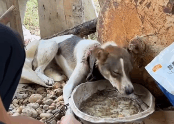 M2309007 The dog’s collar has been worn out for a long time, causing it to ulcerate and hurt. It has a very bad temper and I can’t get close enough to remove the collar. I can only calm it down with love and help it with actions. Part 2