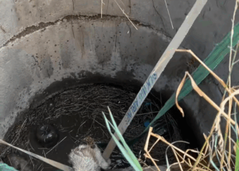 M2409001 Спасибо бездомного щенка Хаски алматы щенок спасениеживотных part2