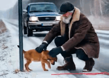 M2409006 An Aged Man Rescues Lonely Puppy Tied to Pole in the Snow Heartwarming Story Sweet memes part2