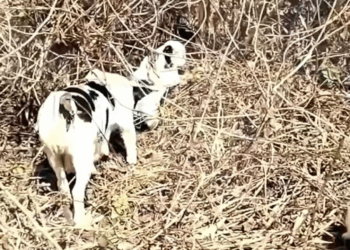 M2409007 Begging for help from passersby she just wanted home for her hungry children part2