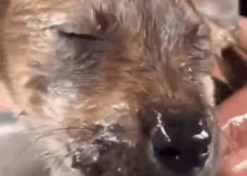 M2409008 Under the water bridge saw aa