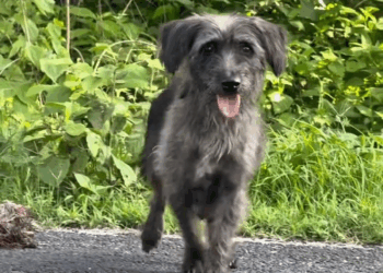 M2409009 Le cambiamos el menú Llenando Pancitas Irvin part2