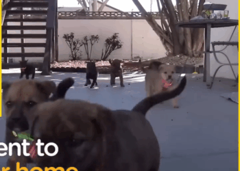 M3108011 These precious little angels and their mama are now safe and healthy part2