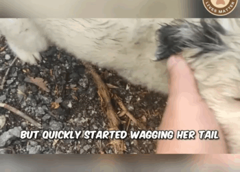 M2409013 So Scared He Couldn Even Look Up Watch His Transformation part2