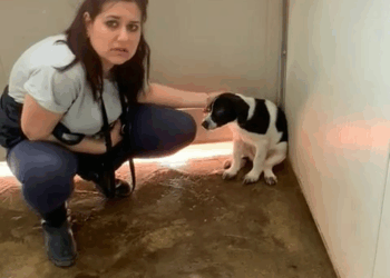 M2409016 Osservate bene questo video ADOTTATAAAAA Questo PER COLPA DI CHI ABBANDONA PENSANDO CHE FORSE NON SUBISCONO TRAUMI Ques part2