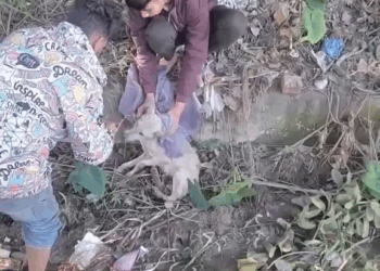 M2609003 Poor puppy fallen into the water! he was destined to die but luckily we saved him!❤️🥹🙏 #rescuedog #rescuedogsoftiktok #adoptdontshop #rescuedis part2