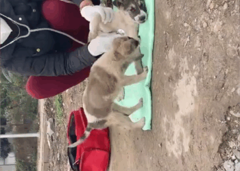 M0409016 dogs animal anmals Dogs Cats Resxue part2