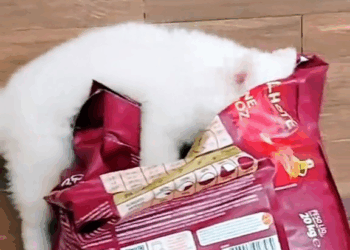 M2609009 A couple found a puppy and raised it until one day they discovered it was… #rescueanimals #animals #rescue #animalsoftiktok #fyp #wolf part2