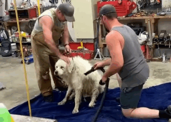 M2609010 Man found dog stuck under log and sets out to rescue dog #rescueanimals #animals #rescue #animalsoftiktok #fyp #dogsoftiktok #dog part2