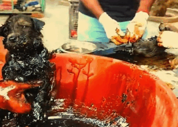 M2609012 Stuck for hours in rock solid tar, puppies rescued