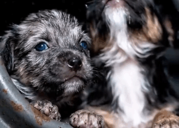 M2609017 2 Innocent Souls 💔 Judged By Their Color 😢 #InnocentSouls #PuppyRescue #AnimalRescue #AbandonedSouls #DogRescue #SaveThePuppies #RescueStory # part2