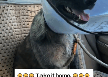 M2609018 I found a stray dog