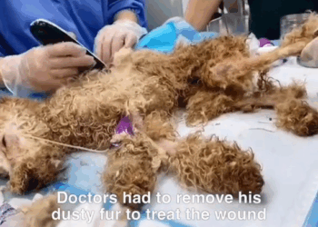 M2609019 Watch till the end 🙏 #rescue #rescuedog #rescuepuppy #puppy #dog #puppytiktok #dogsoftiktok #savepuppy #animallover part2