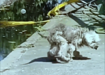 M2609021 Poor Dog Cried and Waited for Help #dog #save #poordog #help #rescuedog #fyp #sad #emotion part2