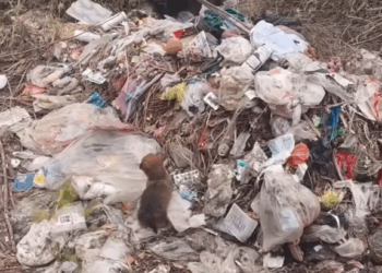 M2609022 #dogsoftiktok #straydog #rescuedog #doglove #foryou #tiktok #dog part2