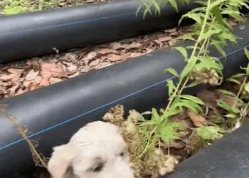 M2609023 #dog #foryou #tiktok #dogsoftiktok #straydog #doglove #rescuedog part2