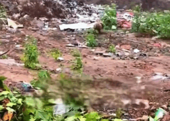 M2609024 At a garbage dump there was a dog looking for food