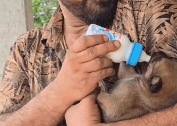 M2609025 #abandoned #ontheroad 7 #babies have been brought to safe hands