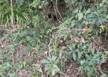 M2609027 Can we count on you She was still in the same spot, they had just taken her out of the sun, babies are pretty brand new and she is pretty scared part2