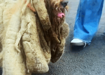 M2609028 SOÑADOR Un alma Olvidada que estuvo solo y sin LIBERTAD 😢😭🐶 part2