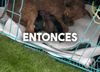 M2609029 El sacrificio de una madre perrita bajo la lluvia…🐶💔✨#fblifestyle #refugiodeanimales #reflexiones #animalesasombro part2