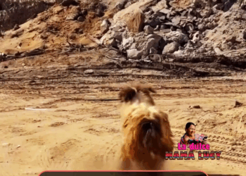 M2609030 Olvidada en la CARRETERA… hoy corre FELIZ junto a su nueva FAMILIA 😢🐶❤ part2\