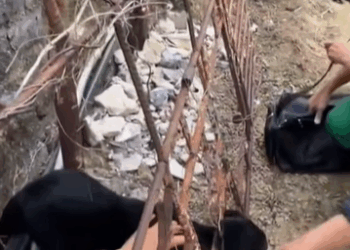 M2609026_👇Rescue dog trapped in an iron fence rescue part2