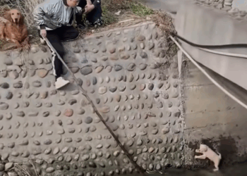 M2809001 One Small Act of Kindness, One Big Life Saved 🐶 part2