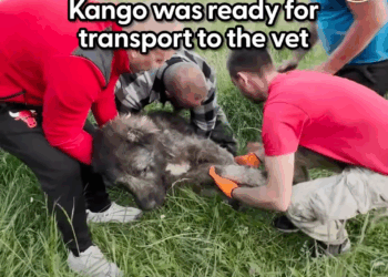 M2809002 One Life Saved, A Million Hearts Touched – You Need to See This part2