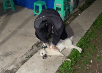 M2809003 Save the puppy p7 #pets #pets #petdangyeu #catsoftiktok #cats part2