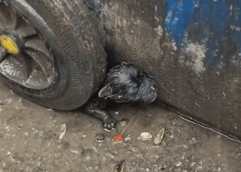 M2809005 Found in the Trash, Drenched in Rain — He Just Wanted to Live part2