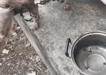 M2809006 HANA rescues part2