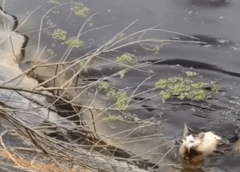 M2809010 #trendingvideo #shorts #virals #reels # Joni CR part2