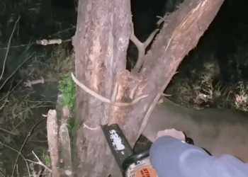 M2809011 Hunter Rescues Deer from Tree part2
