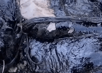 M2809012 Rescuing Dog Stuck In Molten Rubber😞 part2