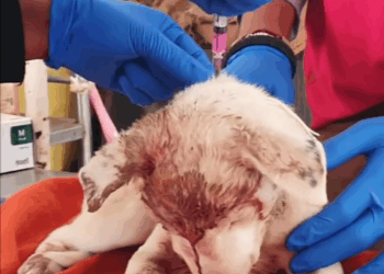 M2809013 Rescue of puppy who was in an accident #fblifestyle Animal Stories part2