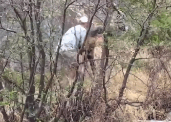 M2809014 Rescuing a baby moose twice in a day 🦌⛑ part2