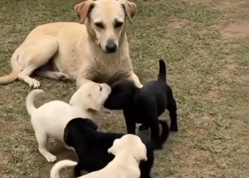 M2809015 Está Esta es la Actitud que hay que tener con los Animales @destacar Frank Vega part2