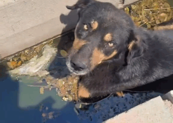 M2809016 I was shocked when I saw this poor dog 🥺 abandoned in a water well