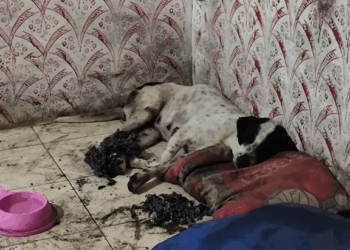 M3009002 alhamdulillah sahun sudah di bawa oleh shelter, semoga sahun bisa sehat kembali dan bisa membawa rezeki untuk orang orang disekitarnya 💖😇 #dog part2